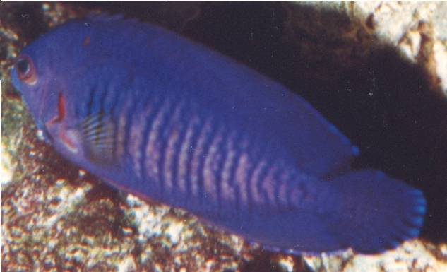 Centropyge bispinosa